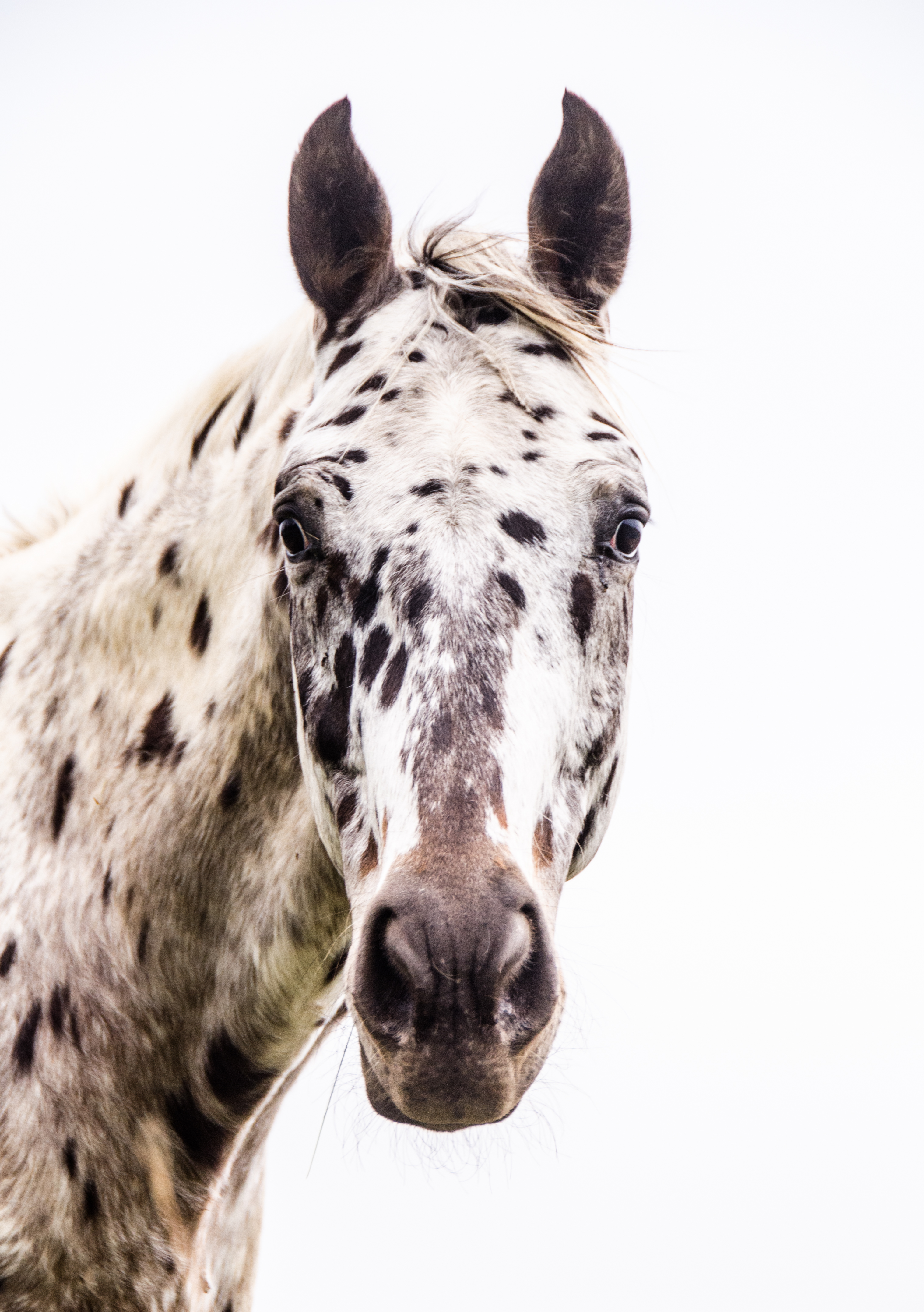 Apaloosa