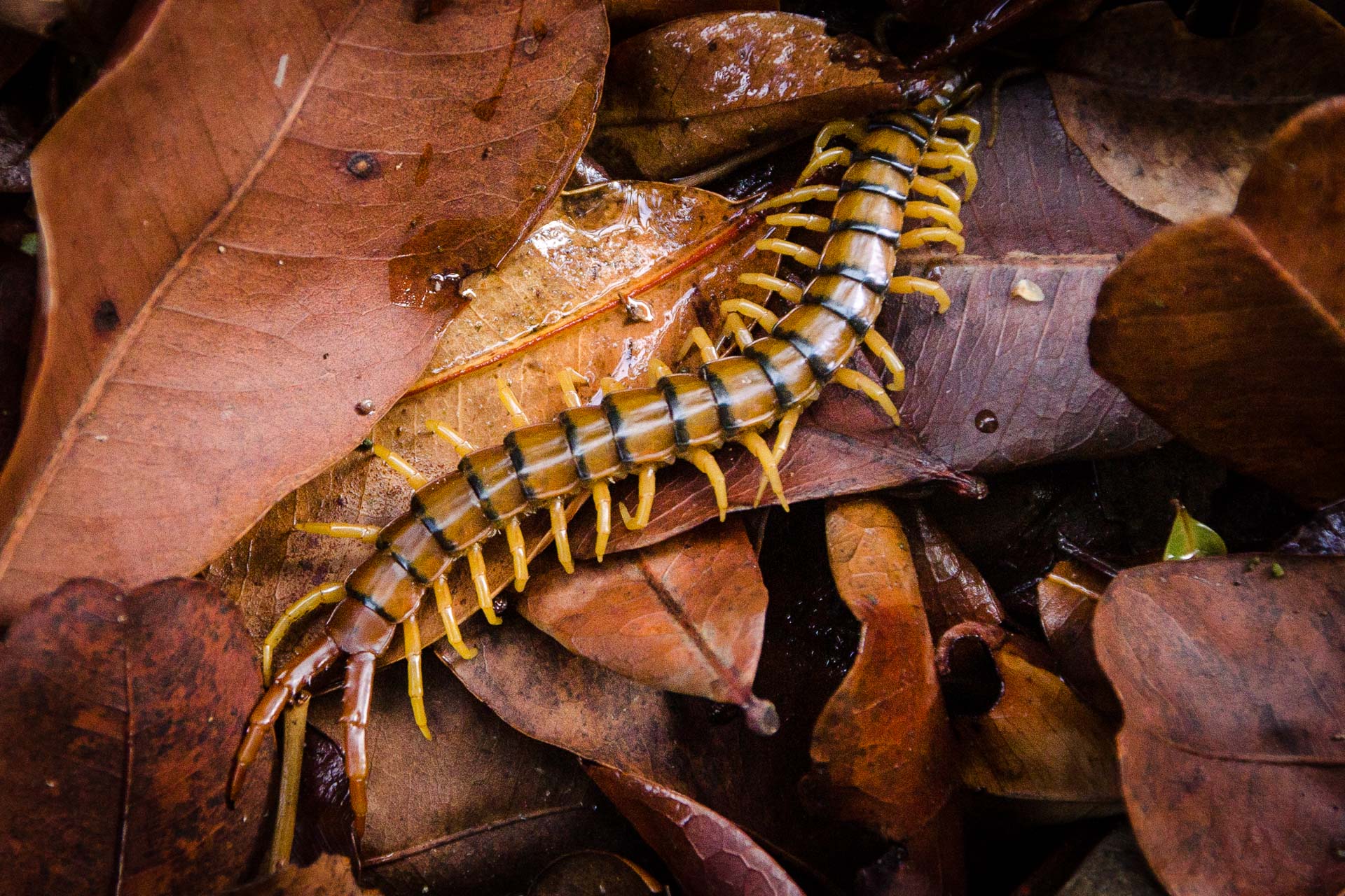 Centipede