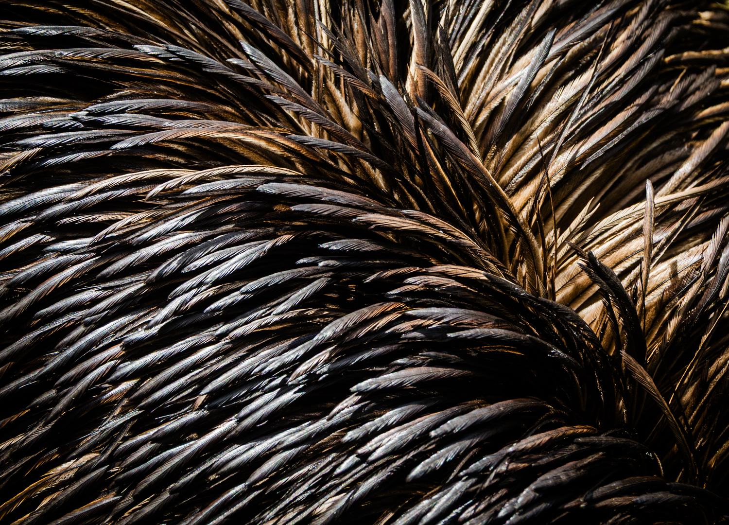 Emu Fluff
