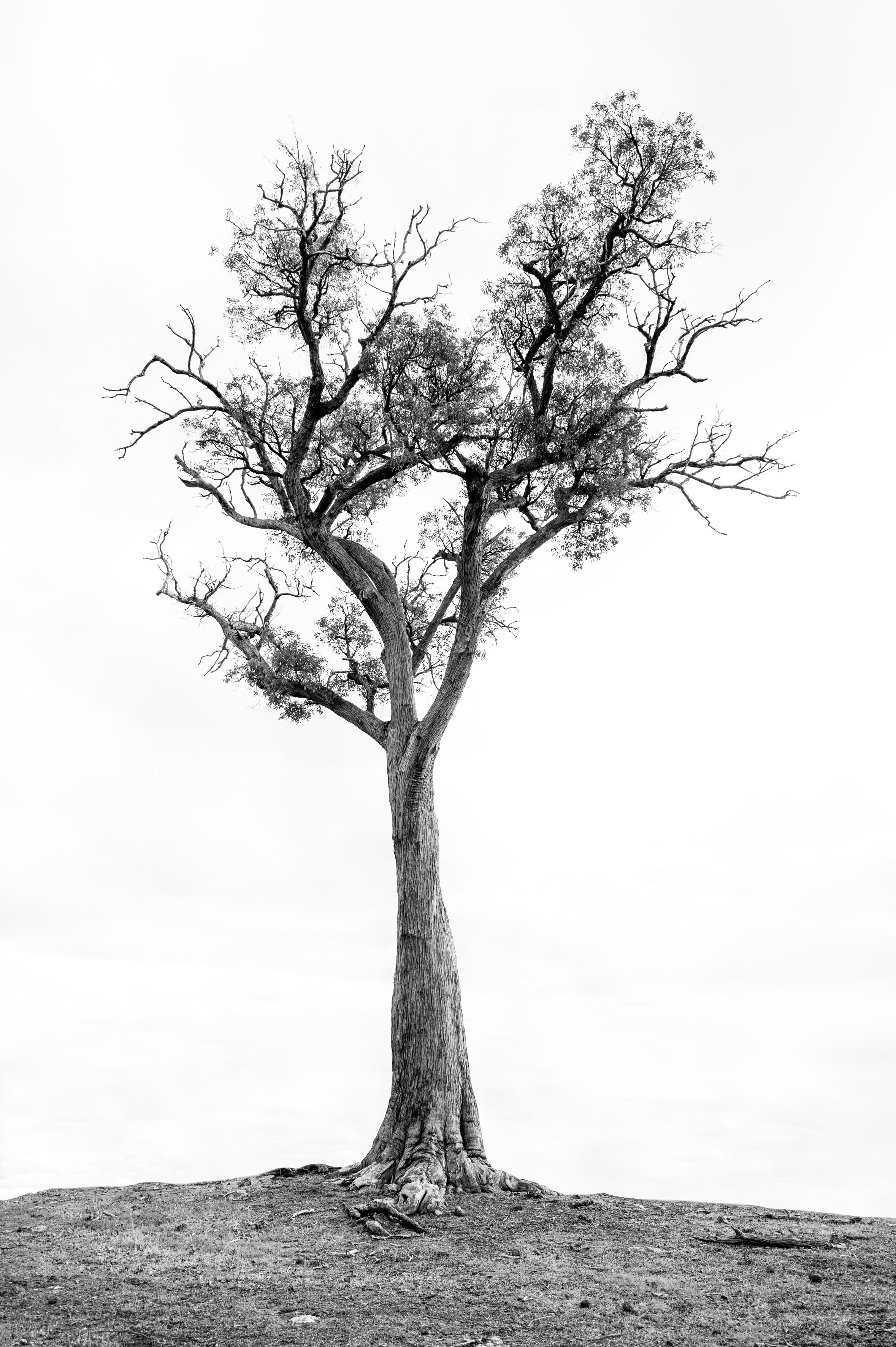 Lone Tree