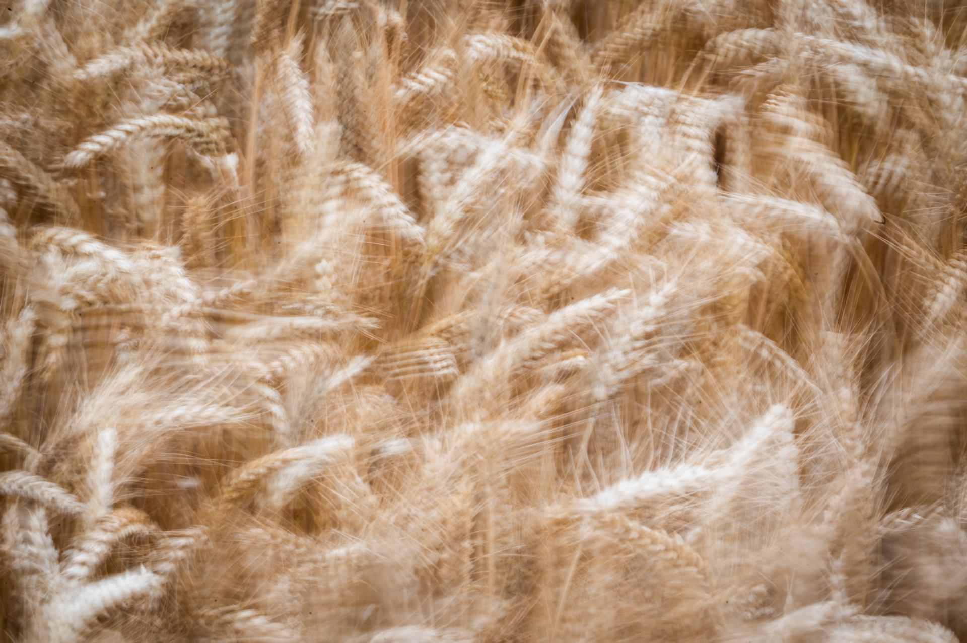 Rustling Wheat
