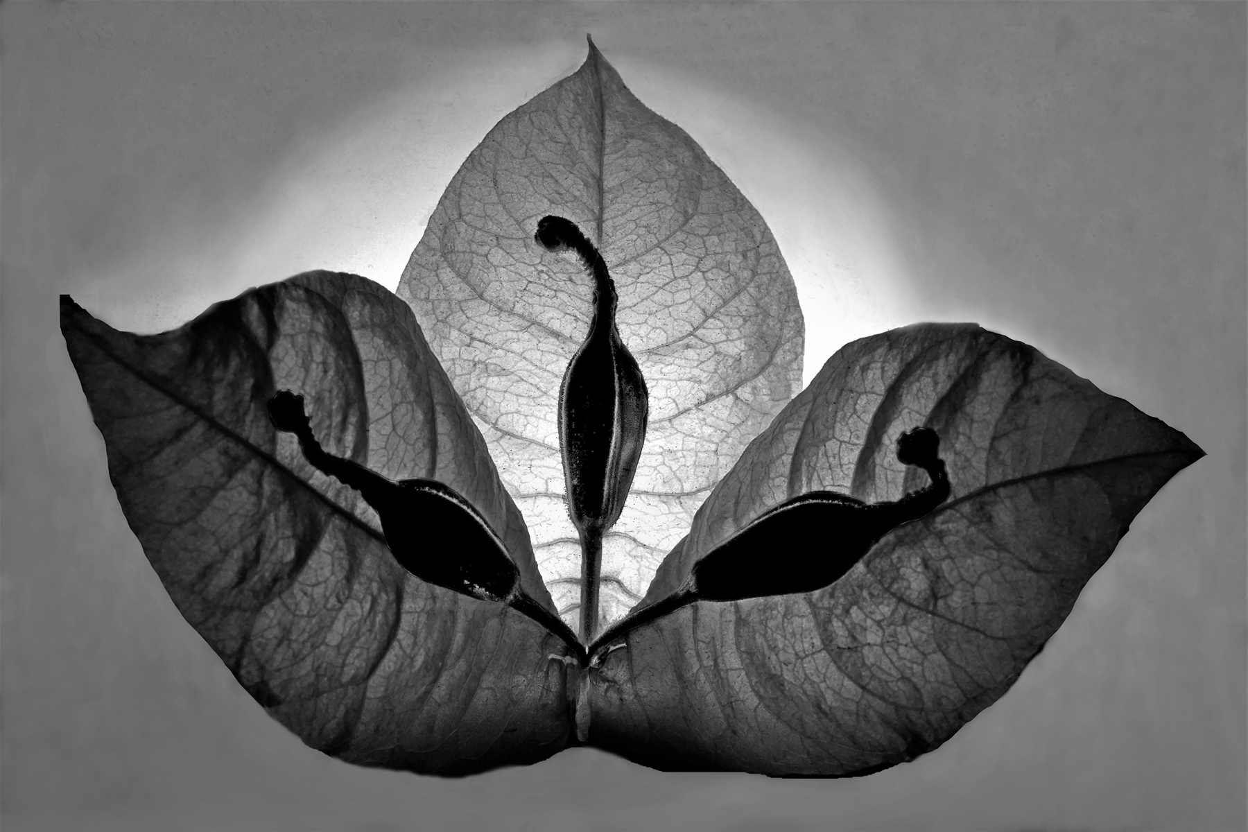 Three Leaf Pressing