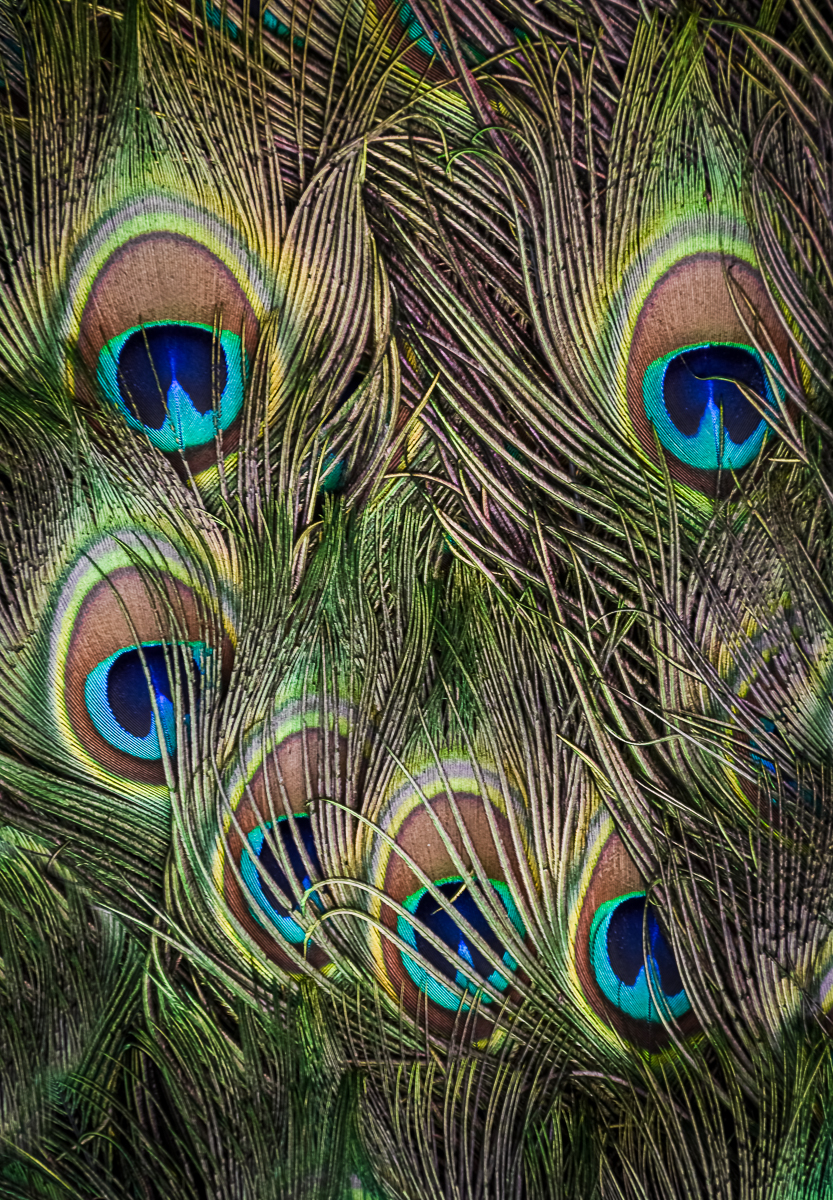 A Fusion of Feathers