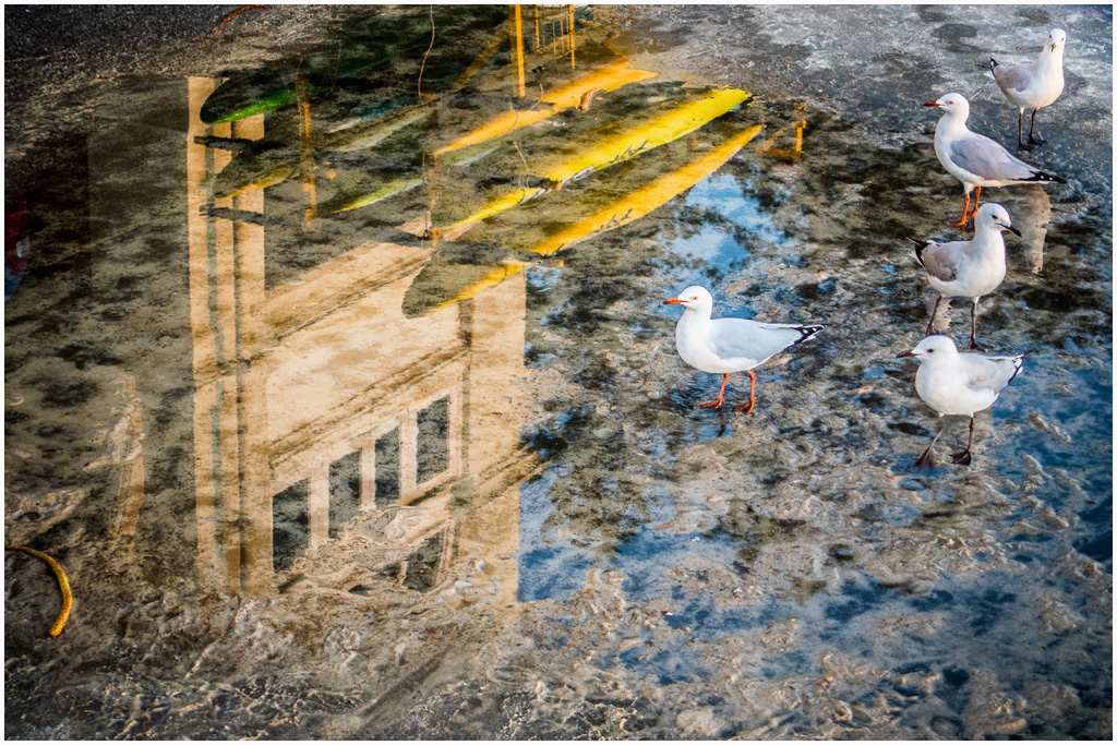 Gulls Join Surf Club