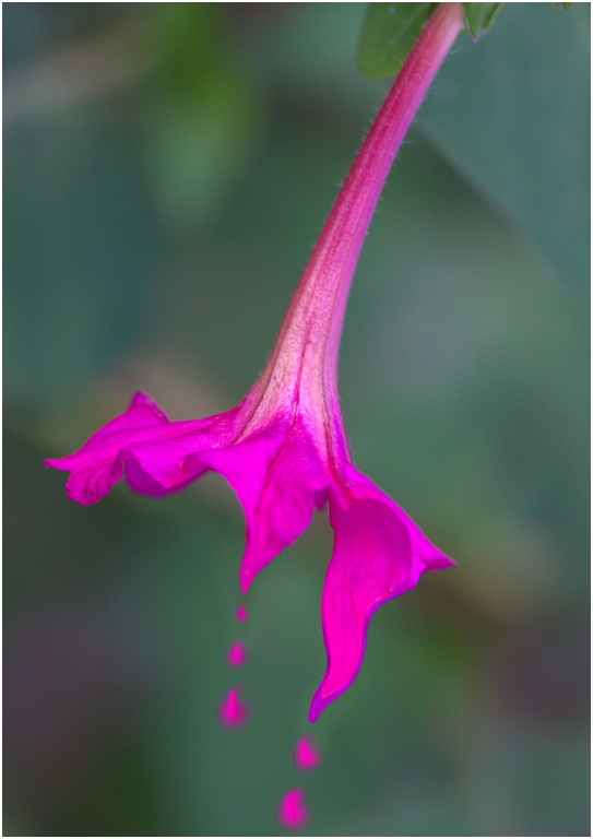 Weeping Flower