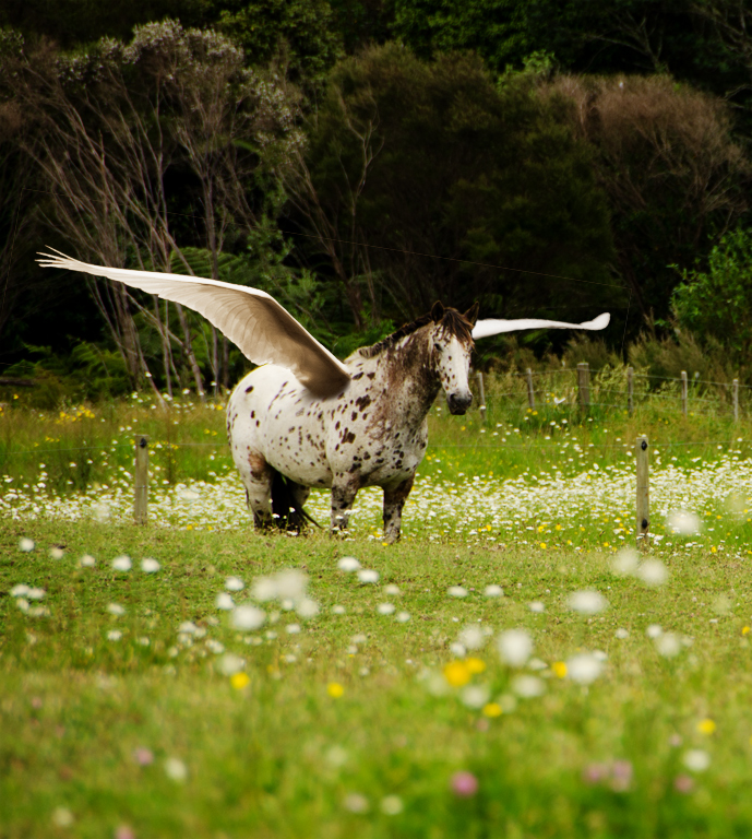 Dalmation Pegasus