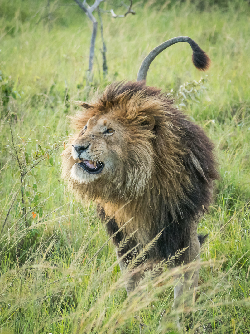 Angry Wild Lion