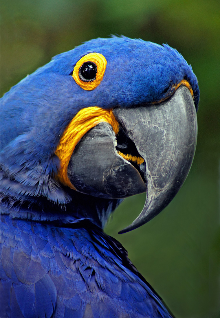 Blue Parrot