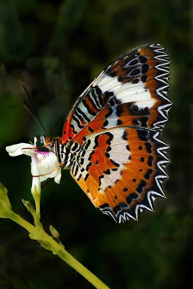 Butterfly on Orchid