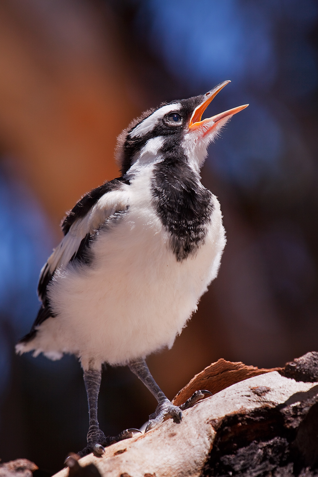 Baby Magpie-Lark