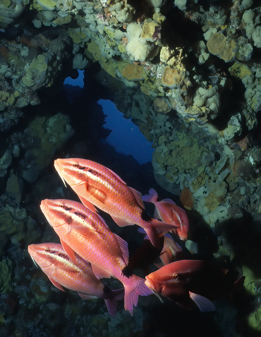 Black-Spot Goatfish