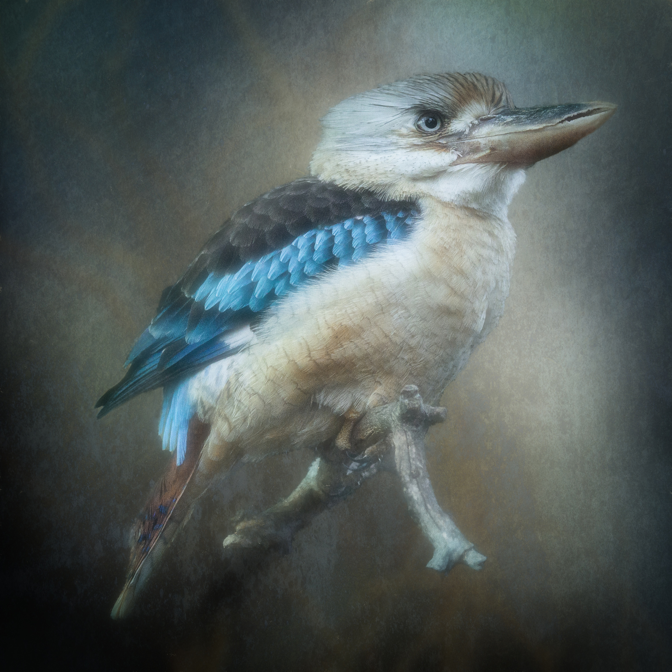 Blue-winged Kookaburra