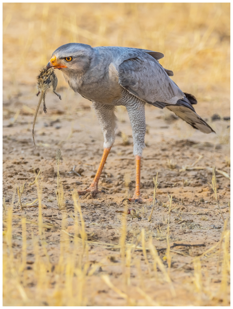 Breakfast in the Wild