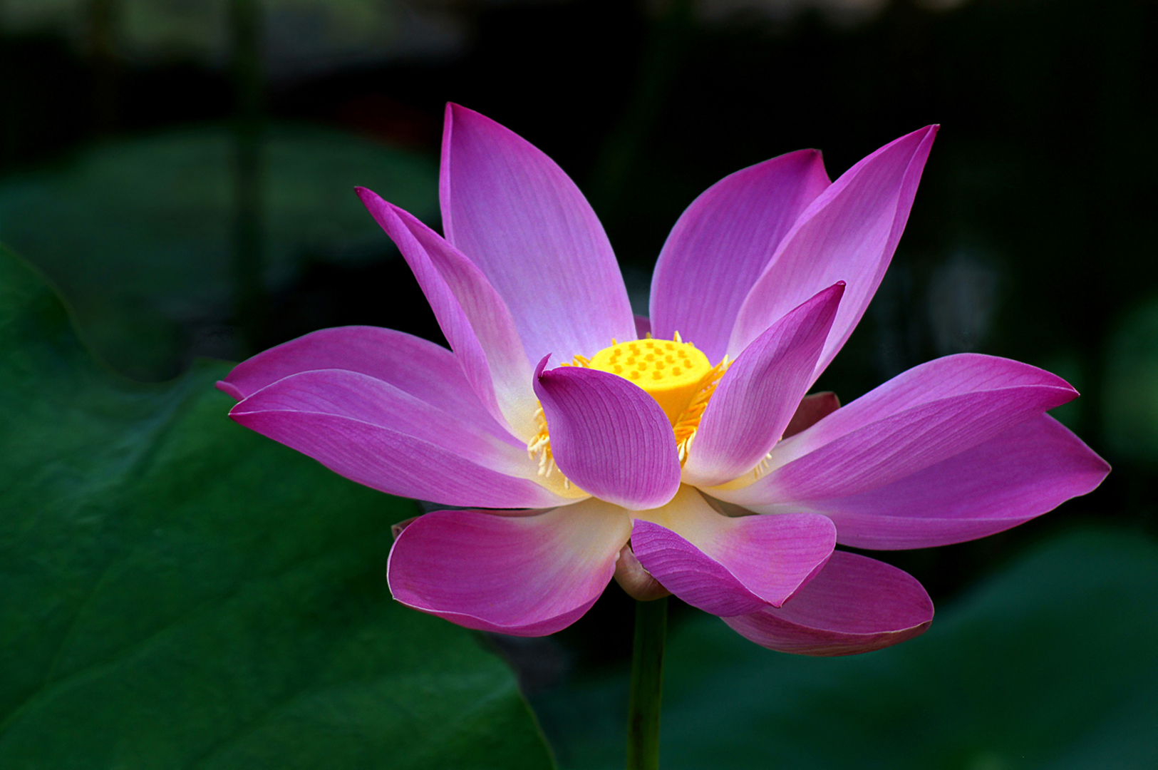 Water Lily