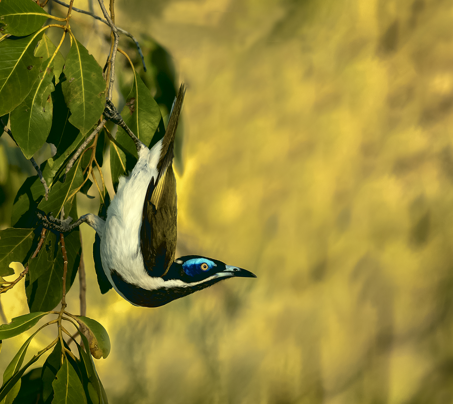 Blue-Face Honeyeater