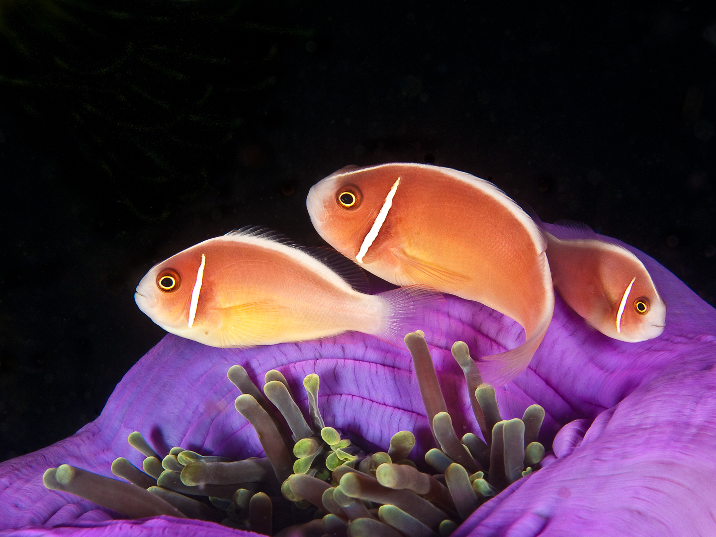 Pink Anemonefish