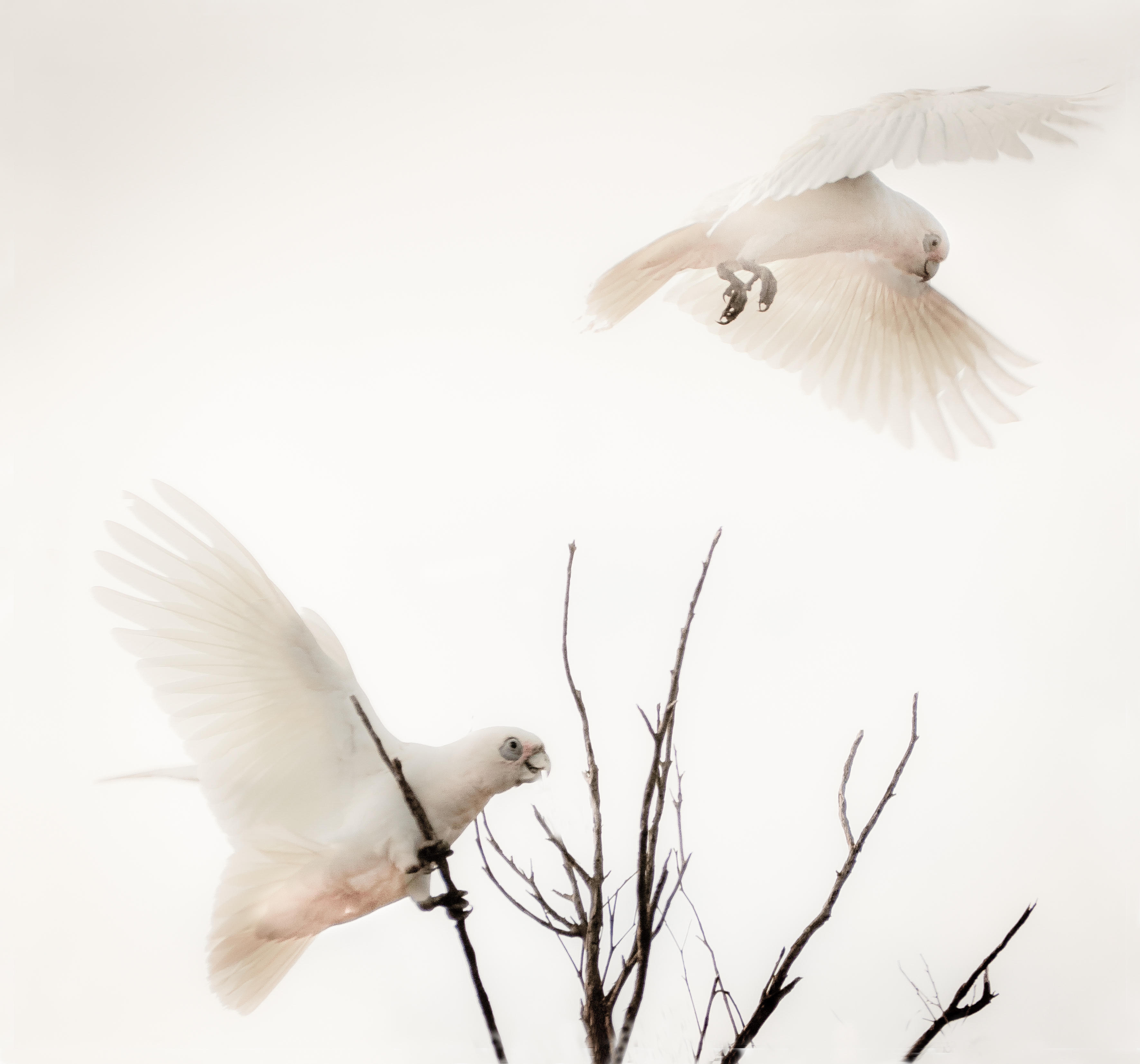 Corellas at Dawn