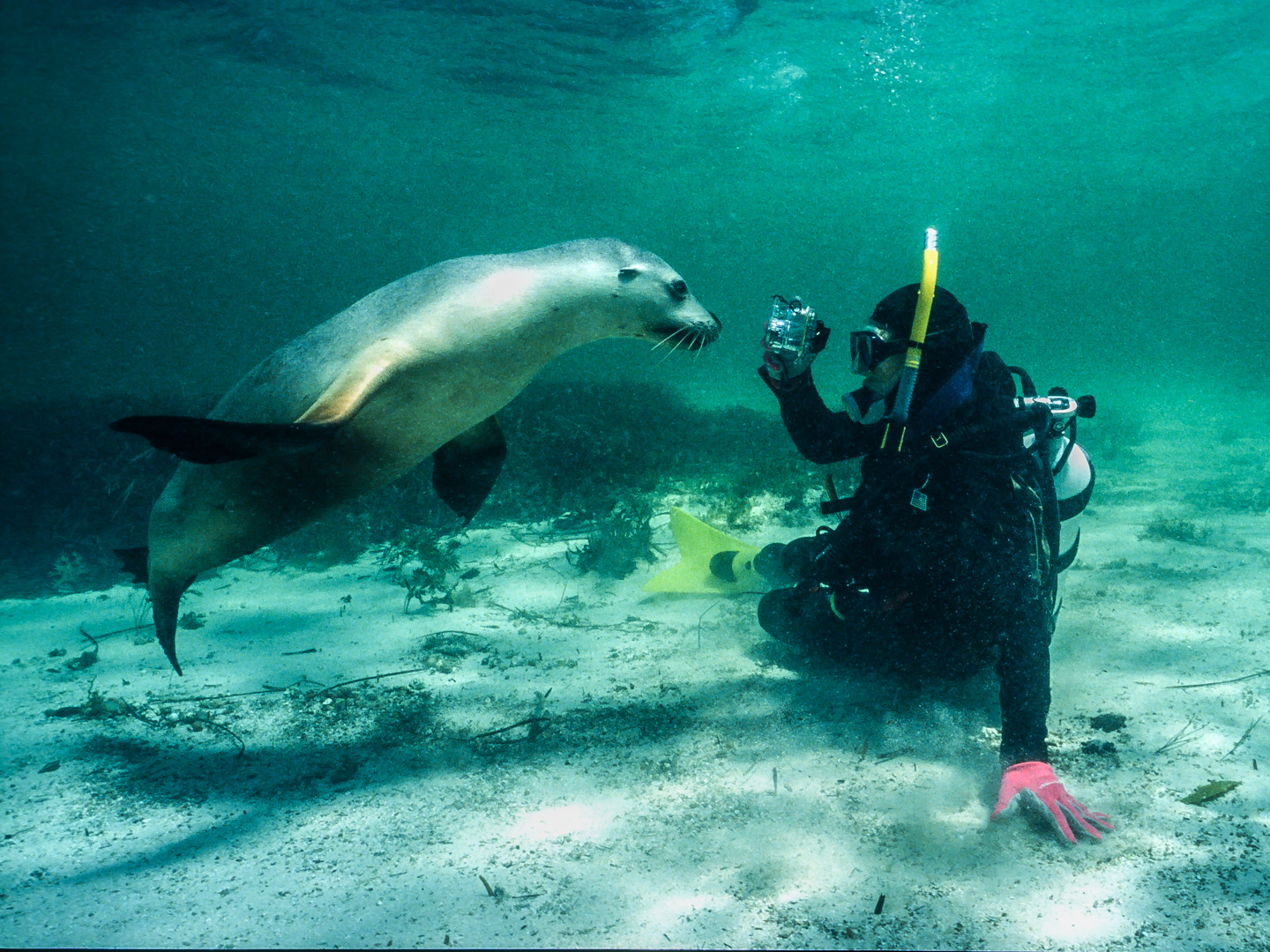 Curious Sealion