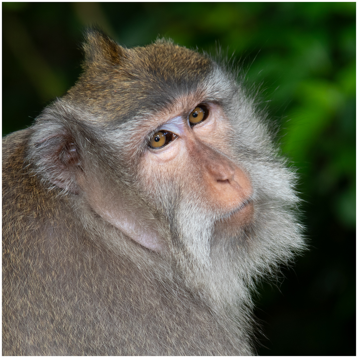 Balinese Long-tailed Monkey