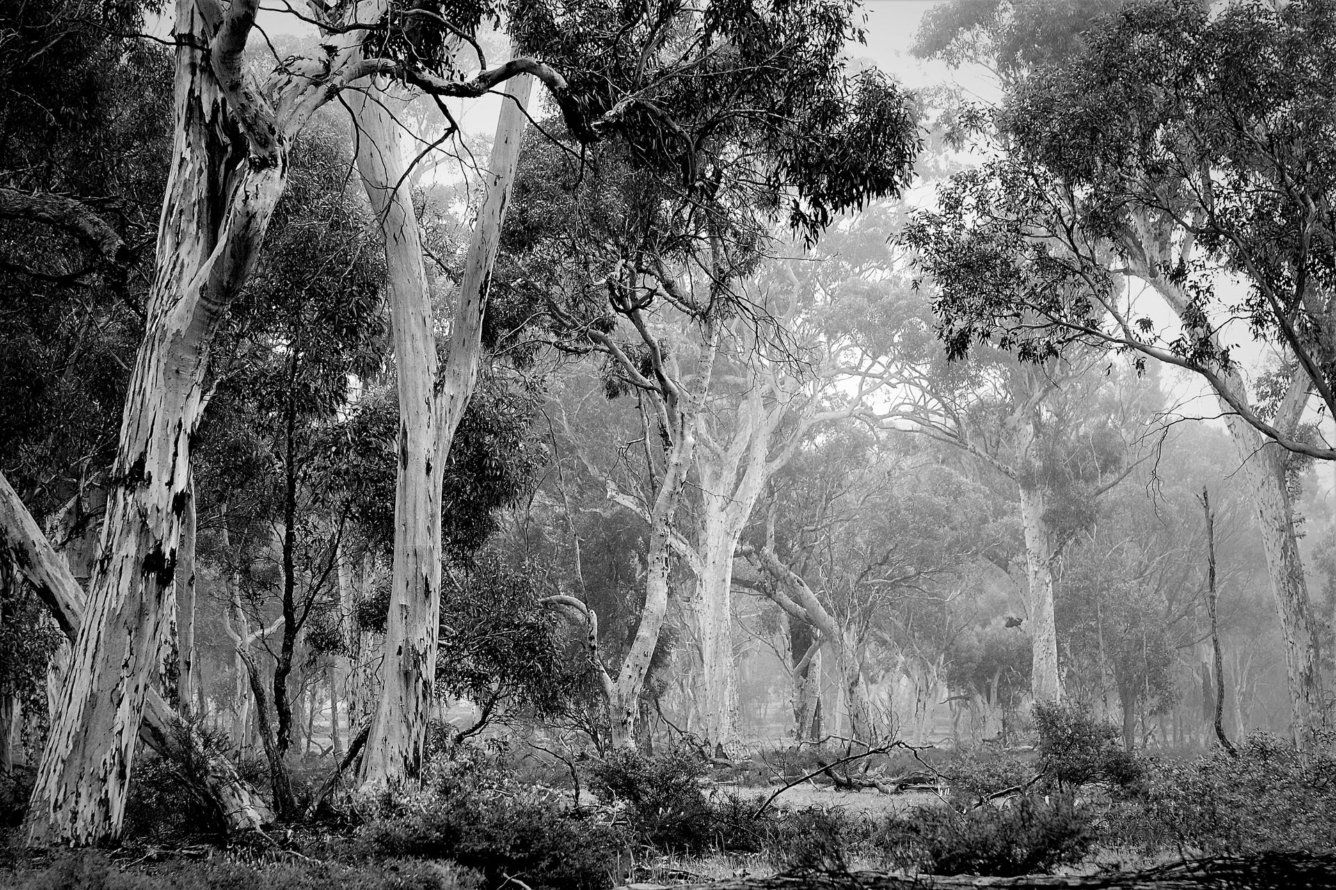 Dryandra Bush