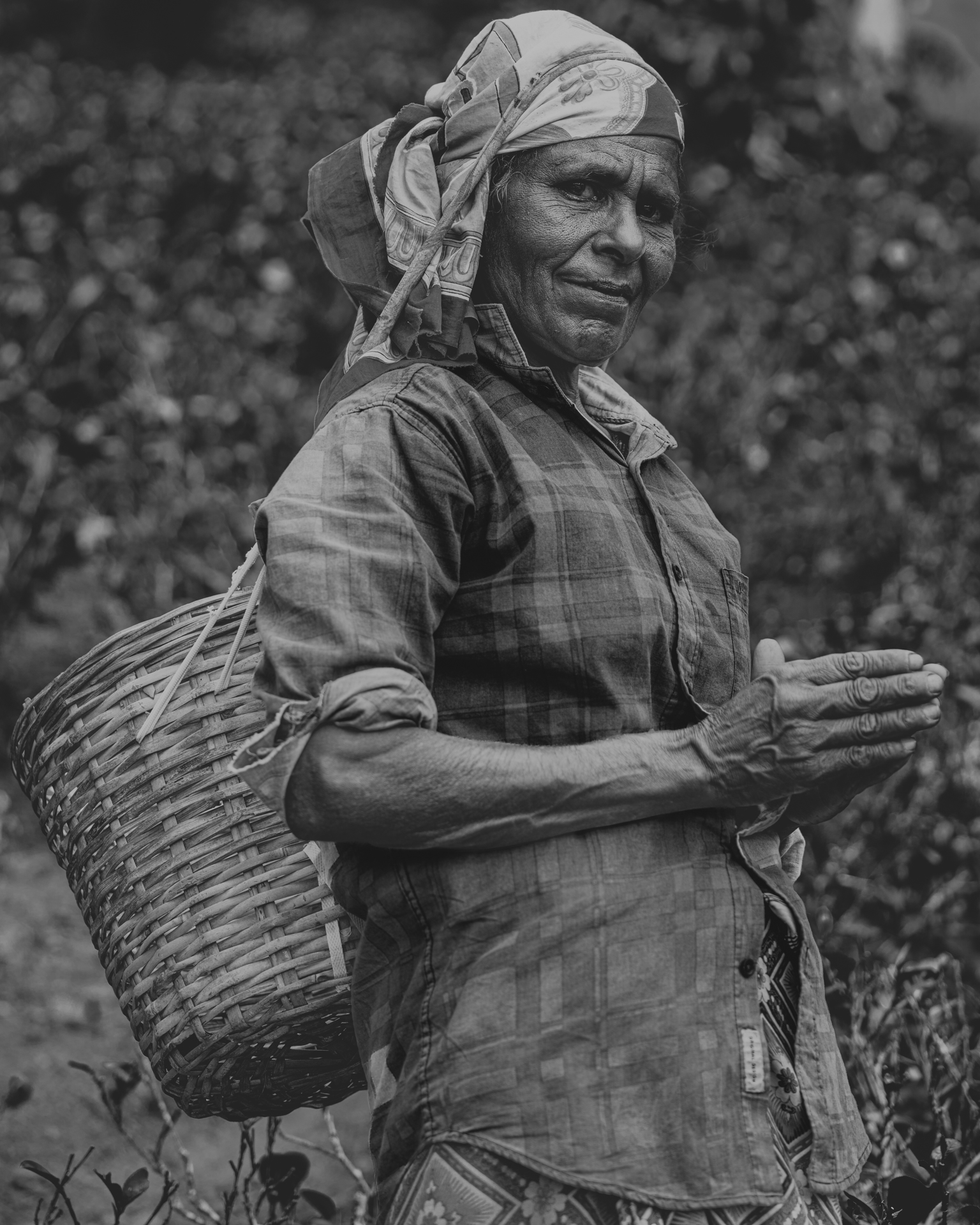 Dilmah Tea Lady