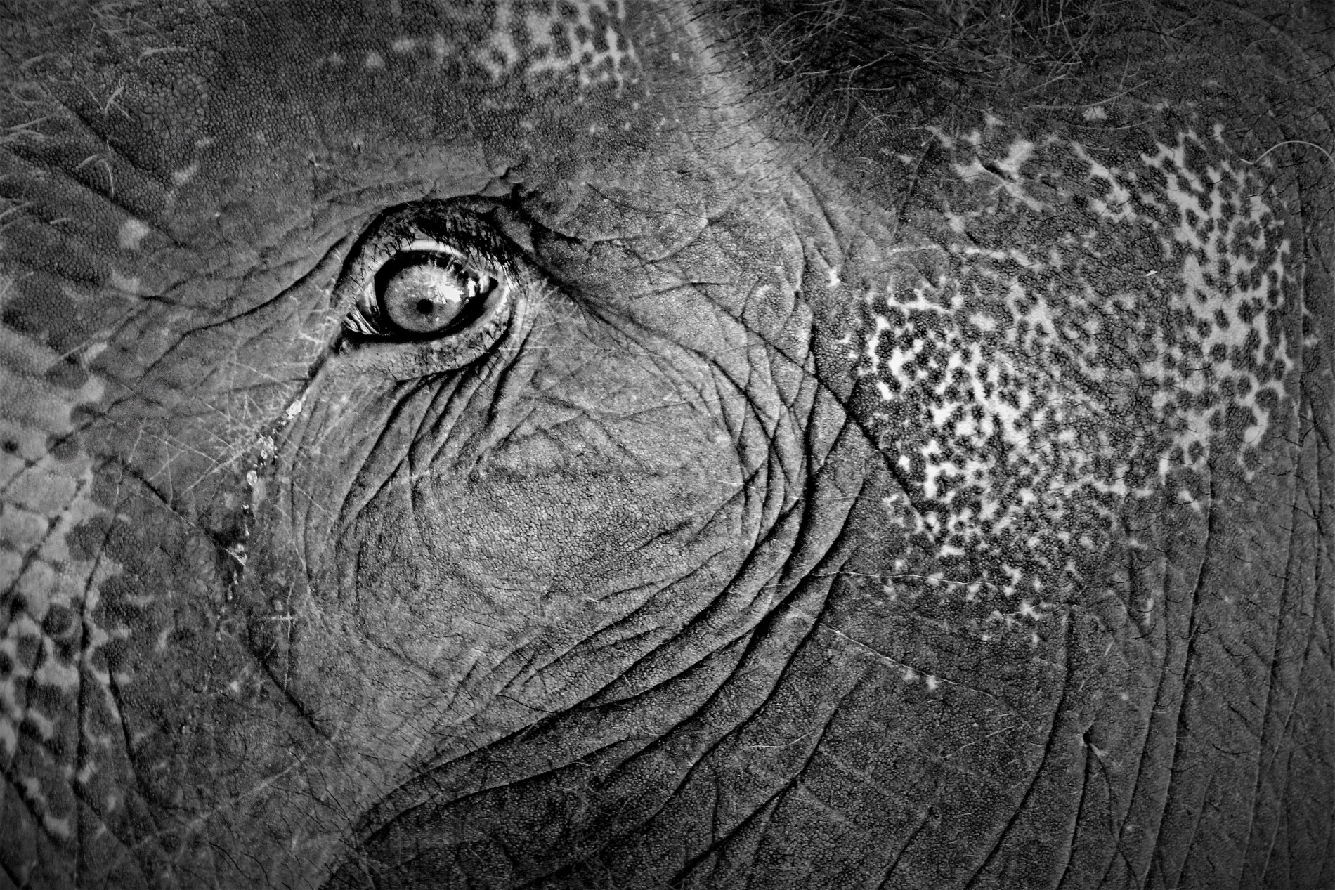 Elephant Eye