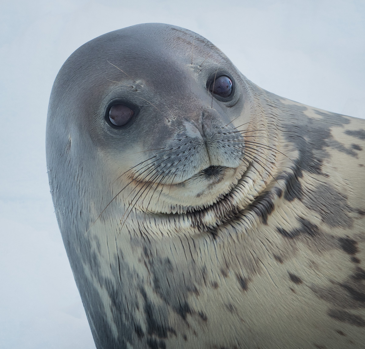 Seal Pup