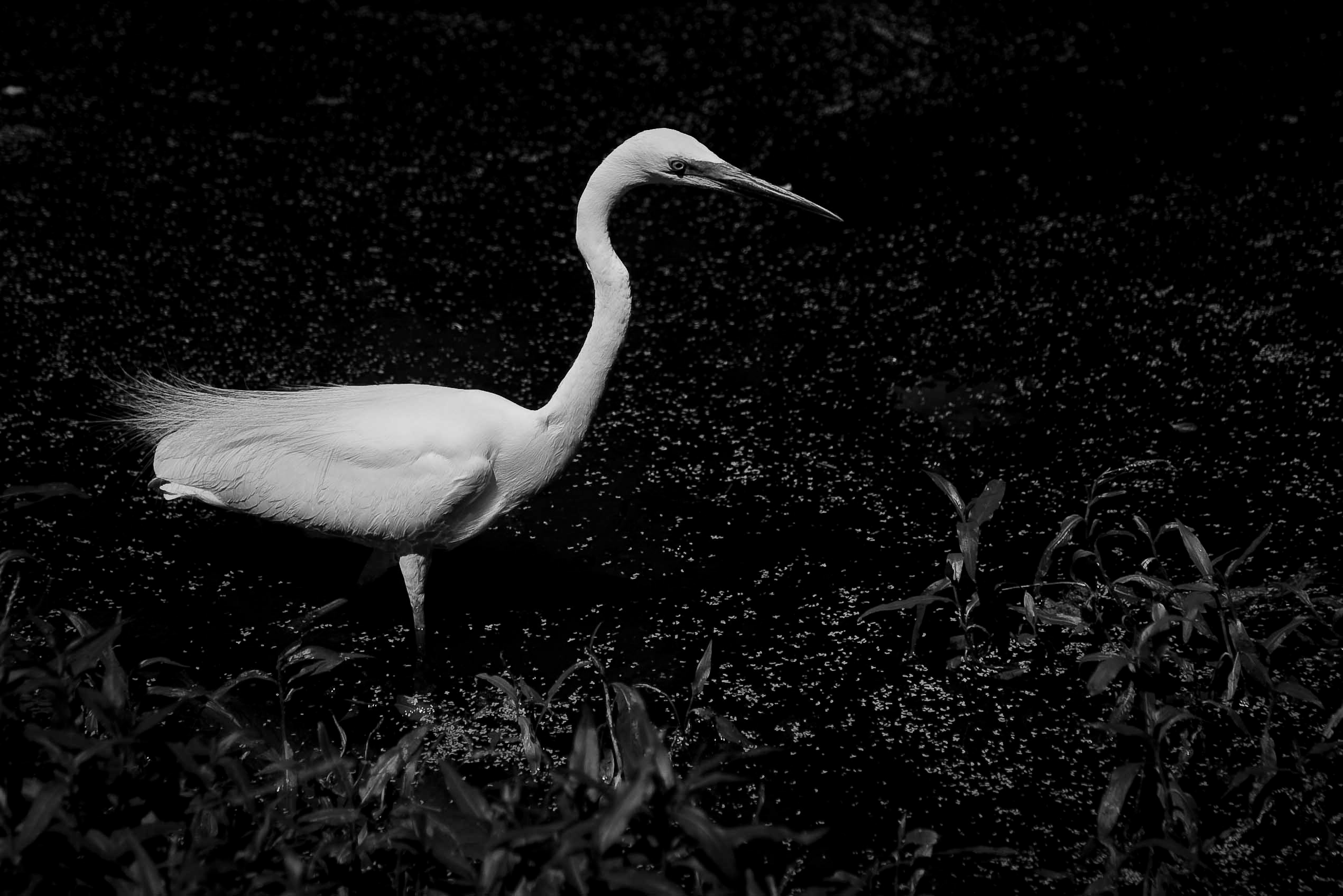 Egret