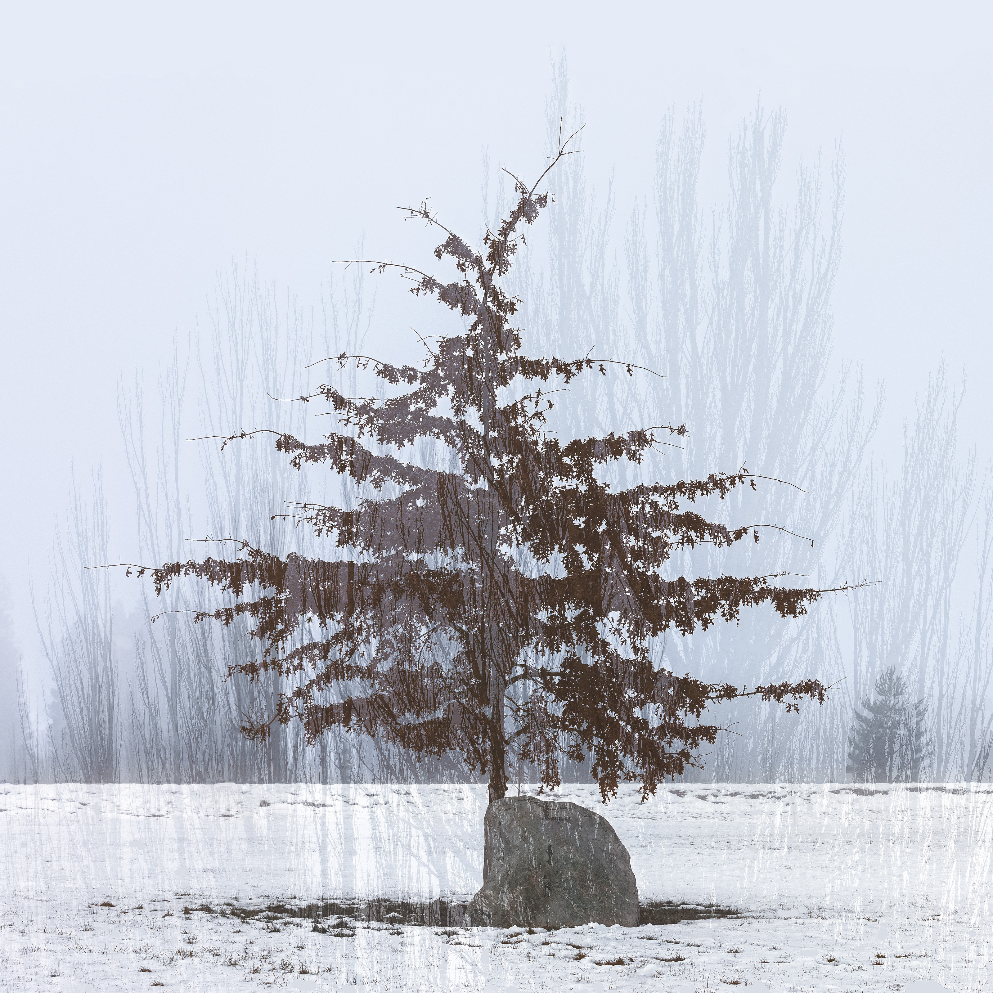 Treescape