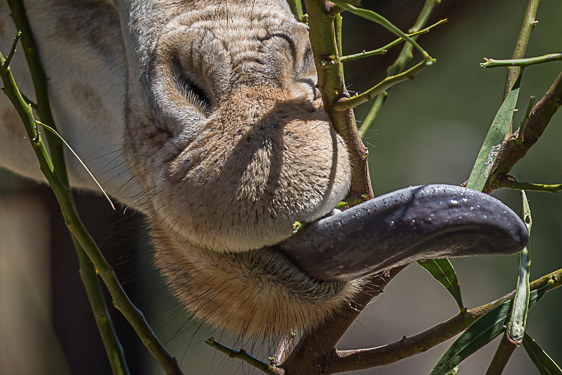 Giraffe's Tongue