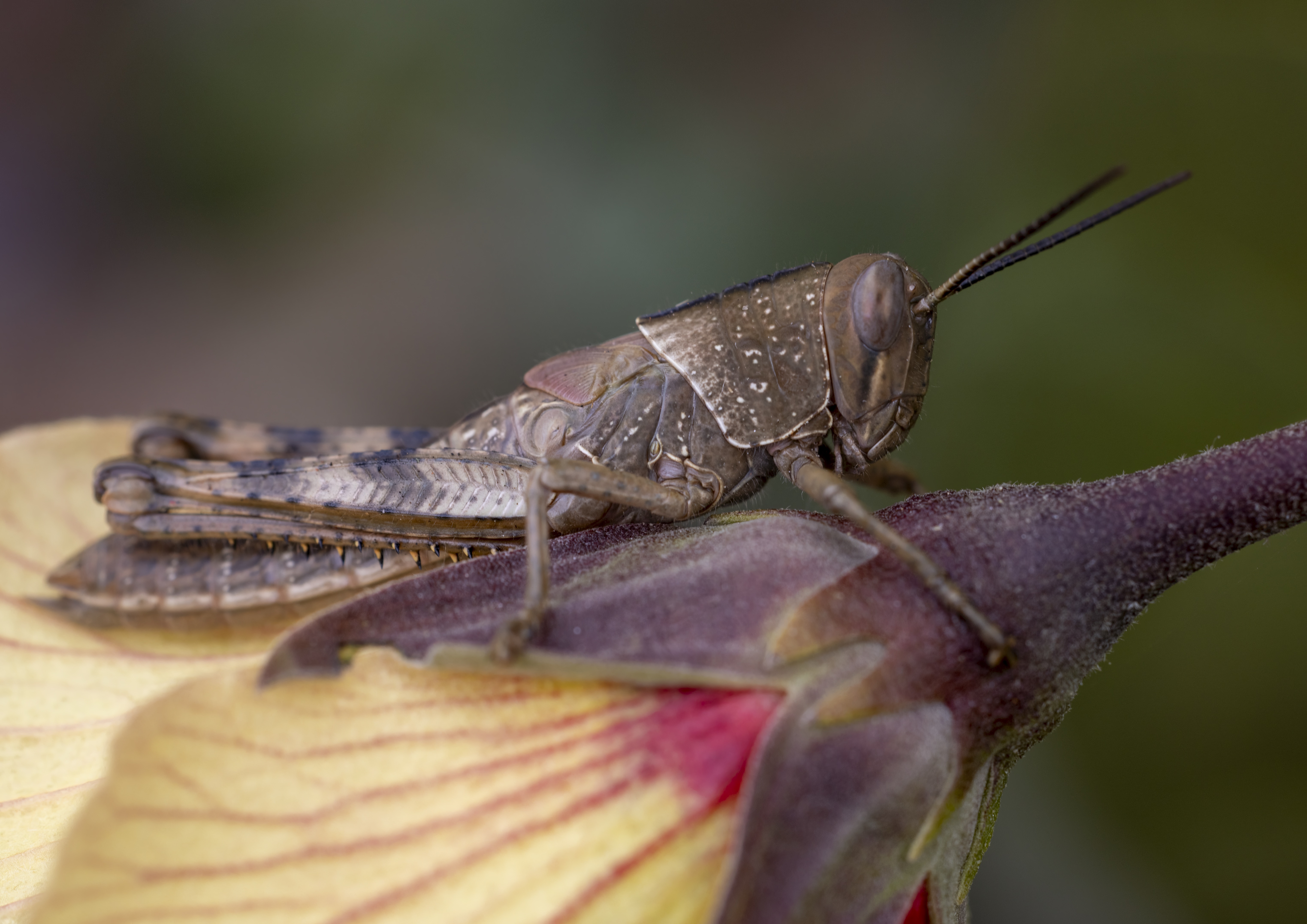 Grasshopper