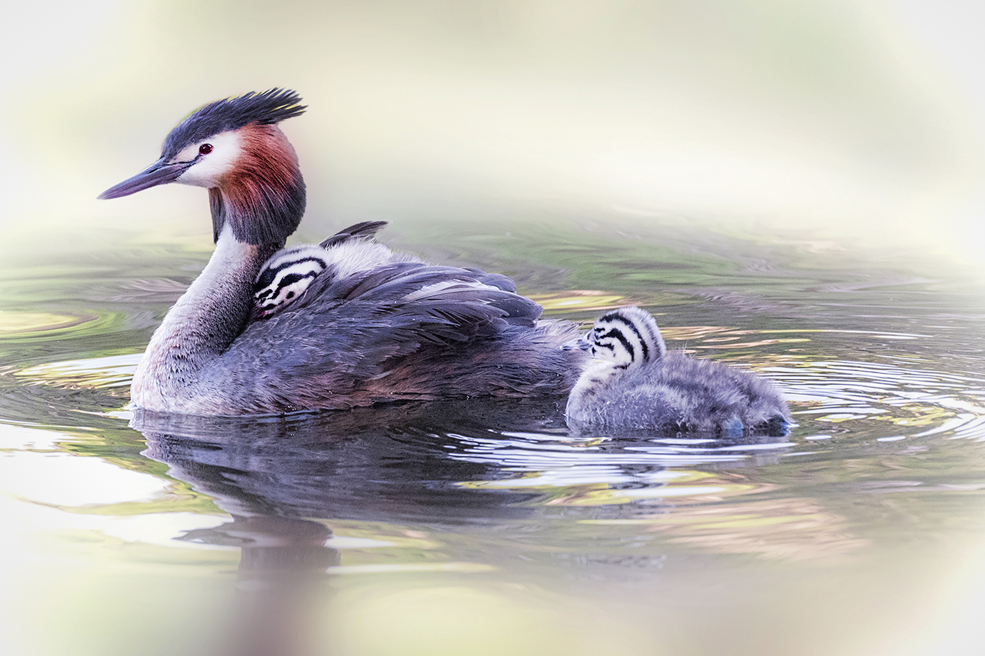 Grebe and Chicks