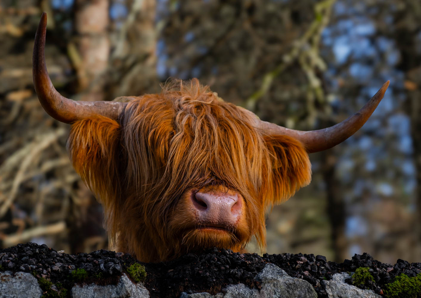 Hairy Coow