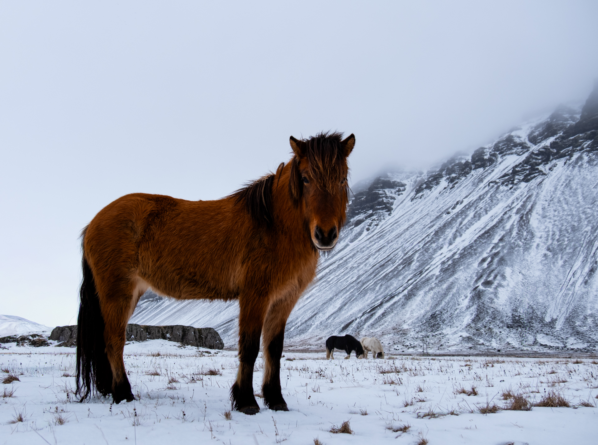 Iceland Ponies