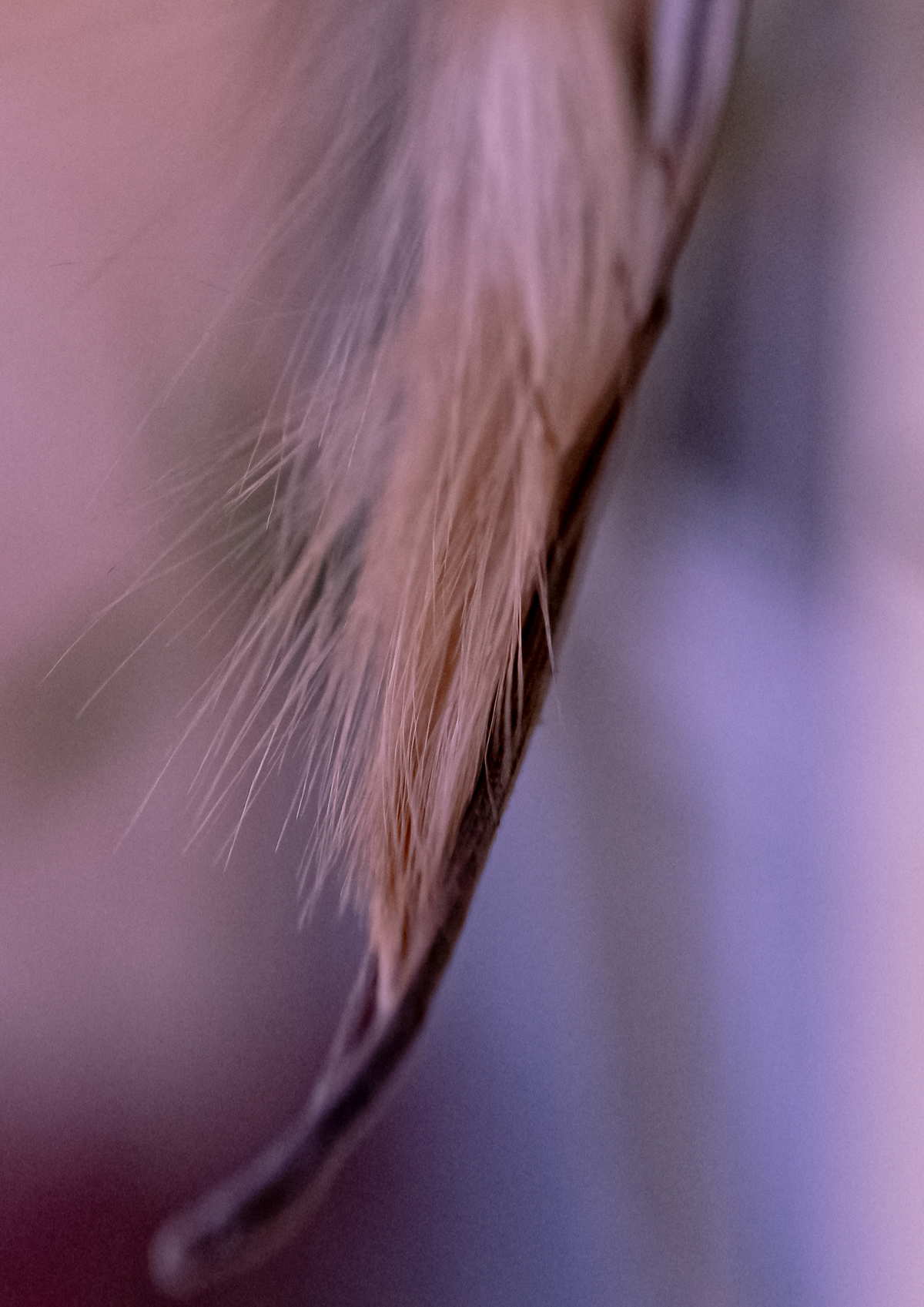 Into Soft Colour