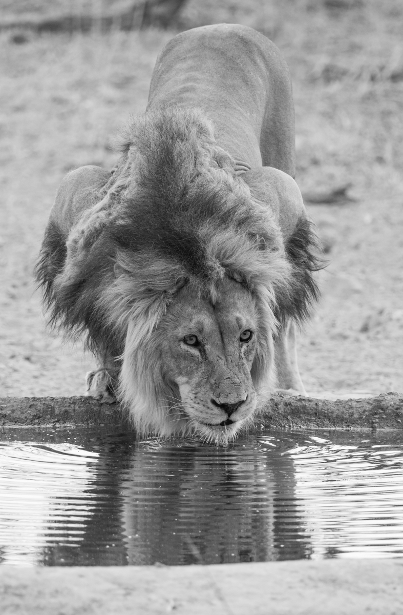 Kalahari Lion