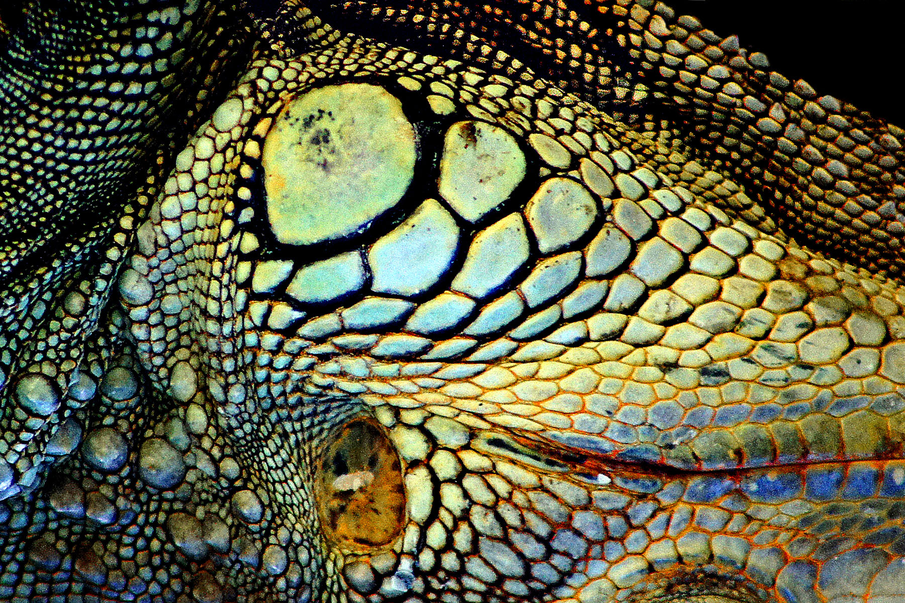 Lizard Head