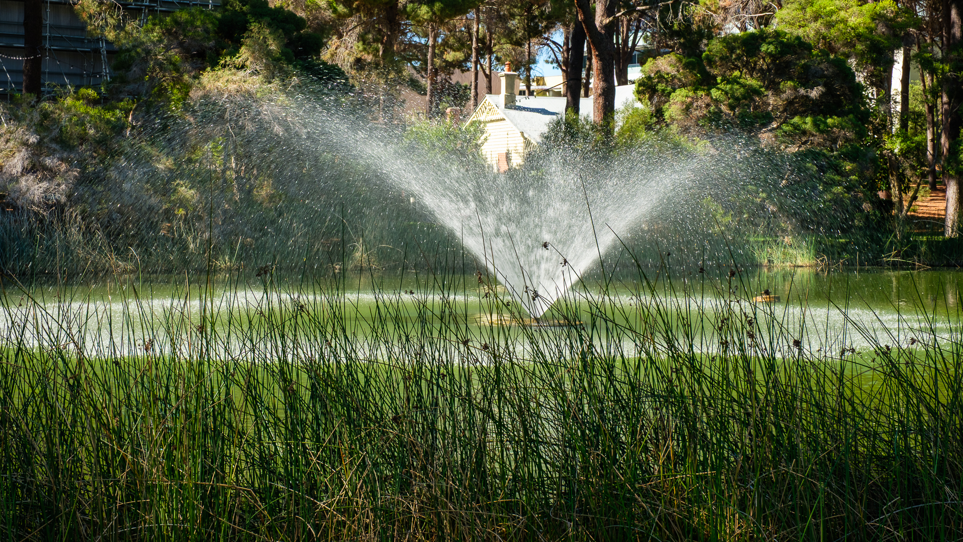 3. Behind the Reeds