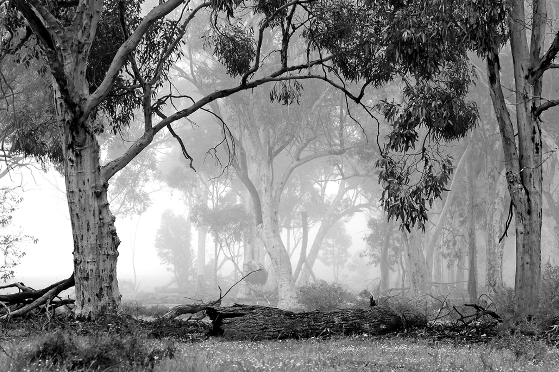 Misty Woods