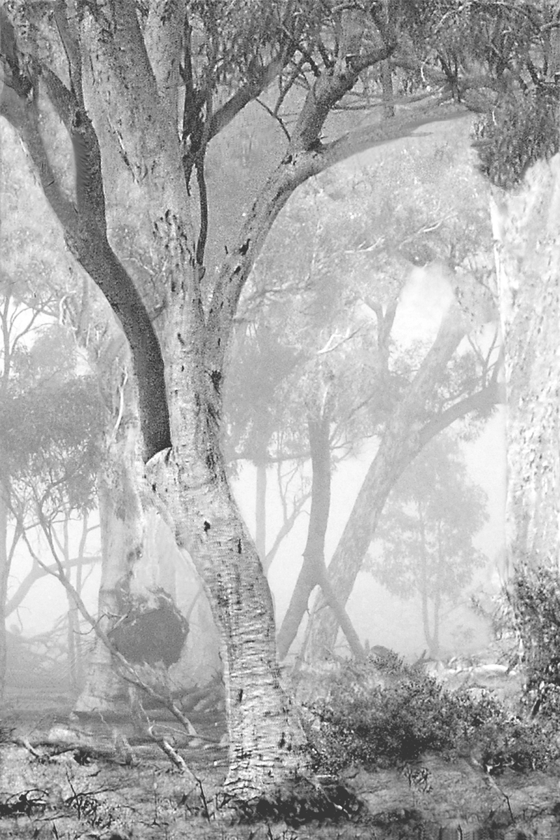 Misty Woodland