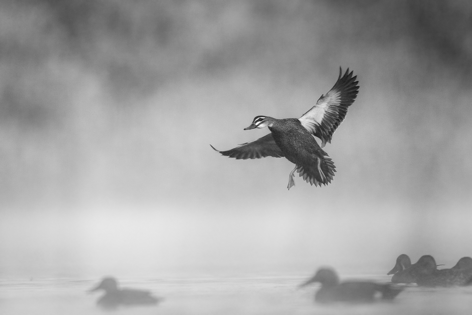 Ducks in the Mist