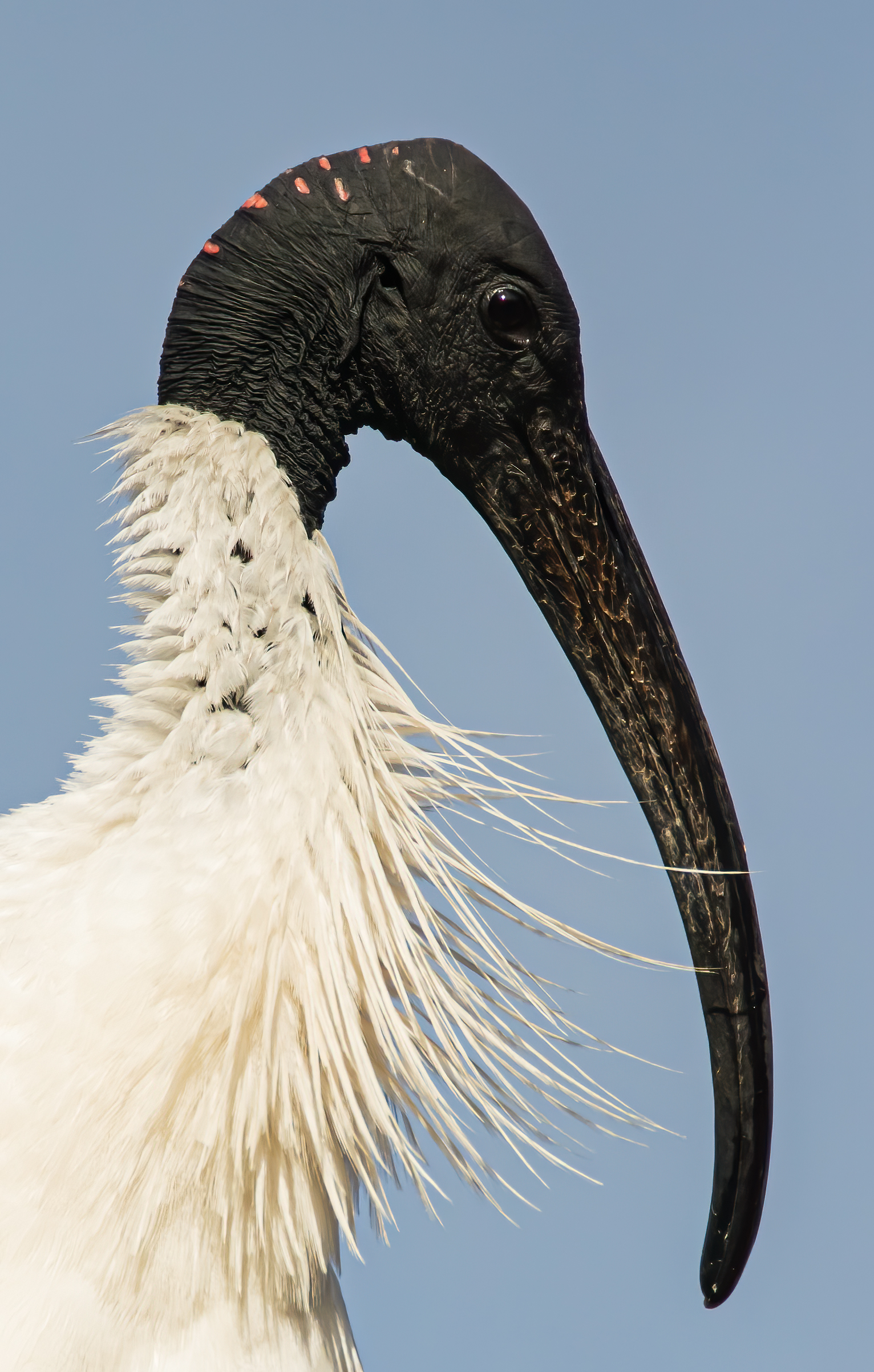 Ibis In Side Profile