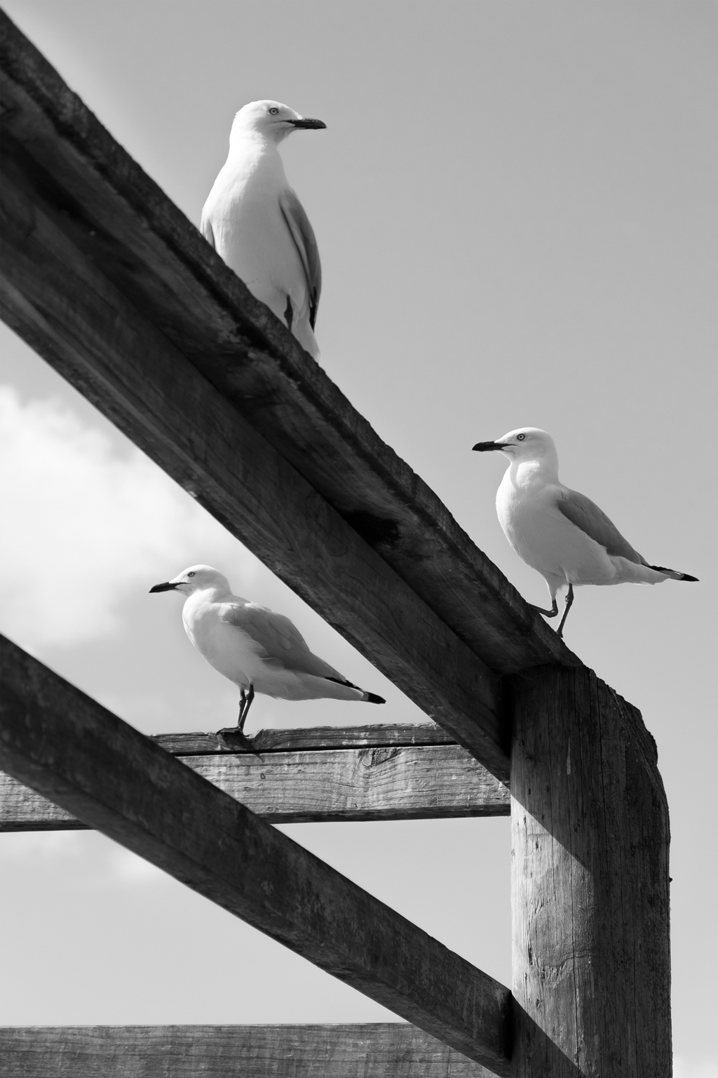 Bird Watch