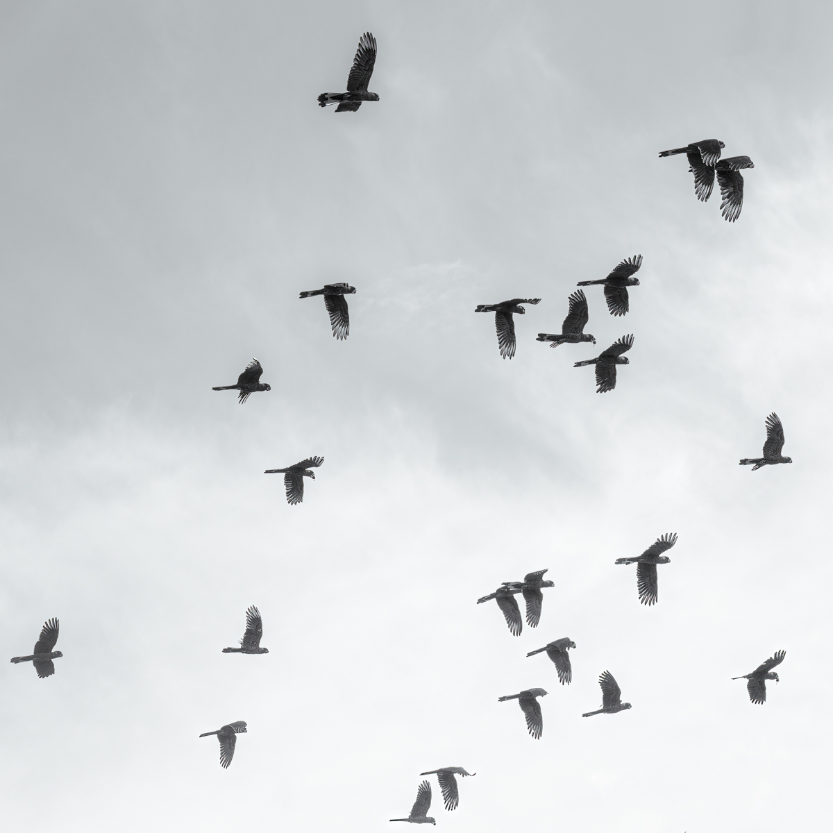 Black Cockatoo Flock