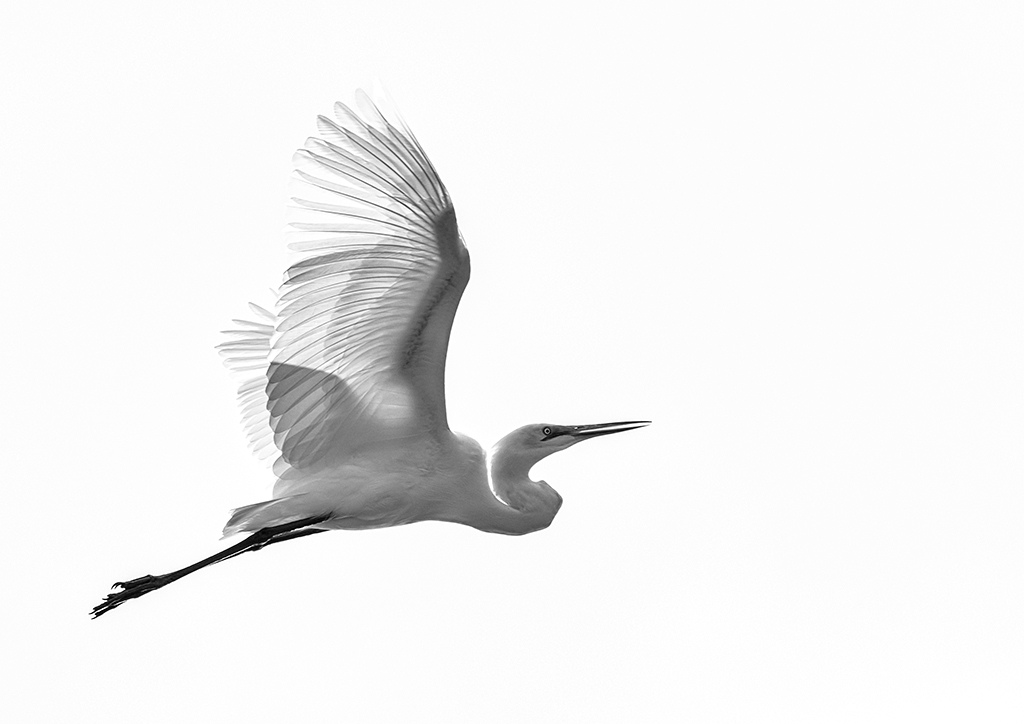 Egret