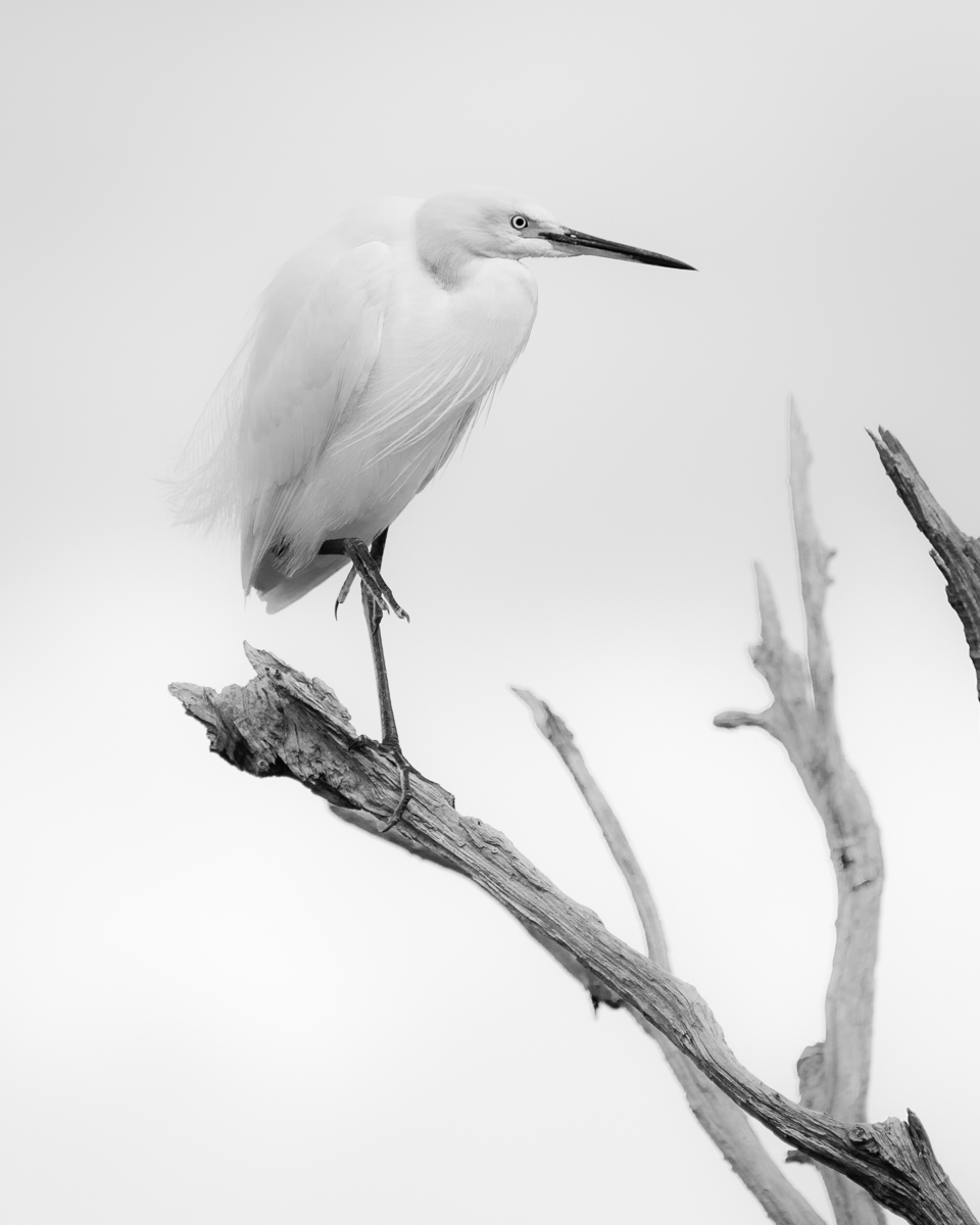 Great Egret