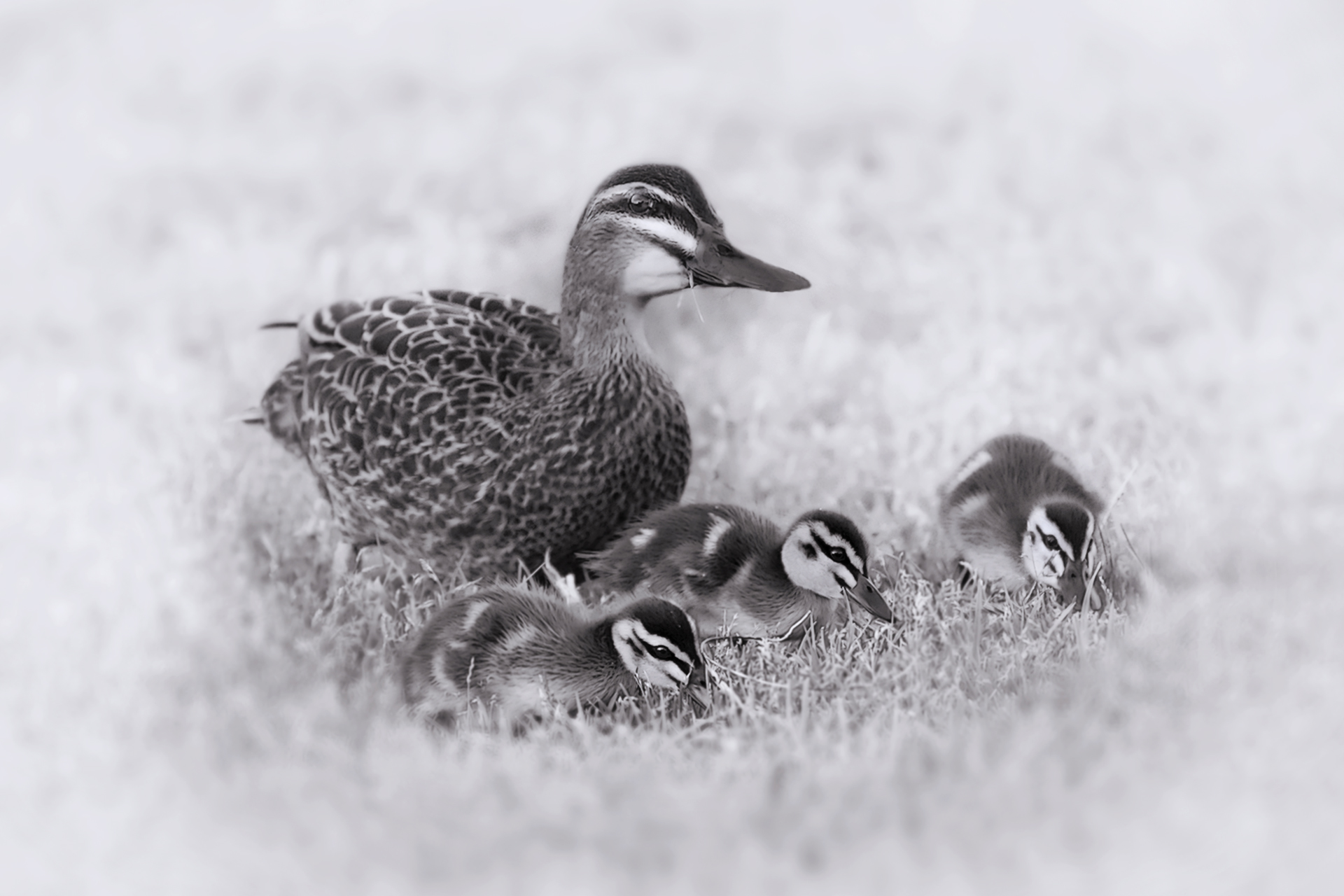 Protective Mum