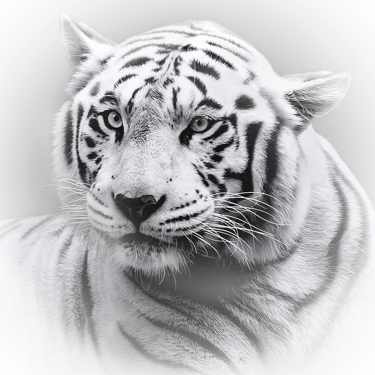 White Tiger