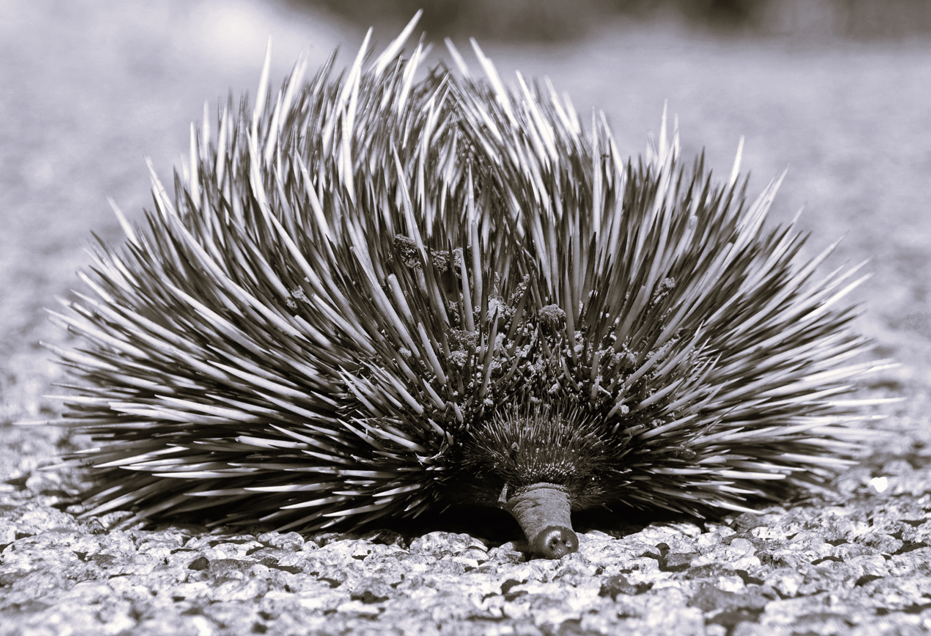 Echidna