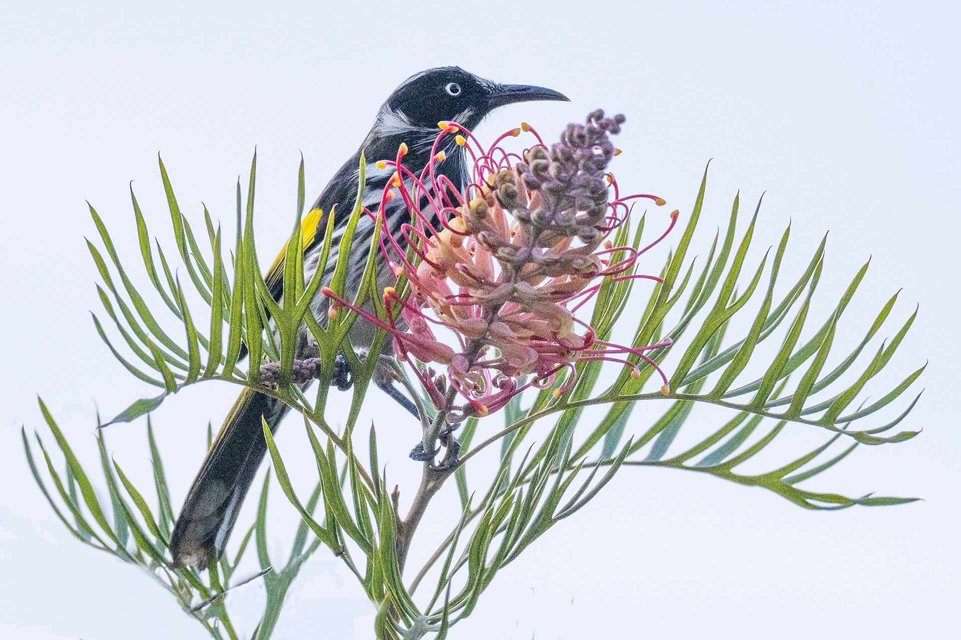 New Holland Honeyeater